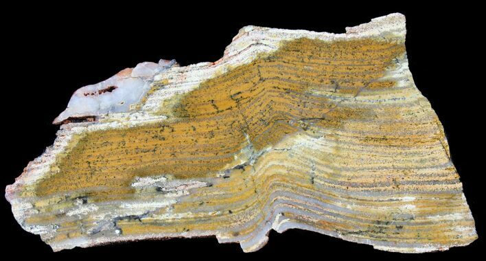 Strelley Pool Stromatolite - Billion Years Old #39192